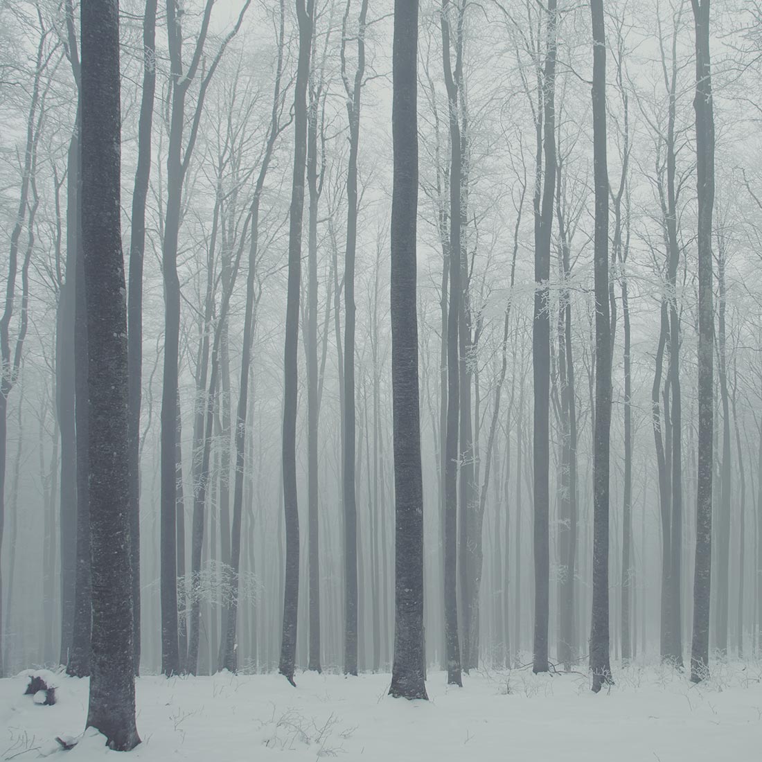 qode interactive strata