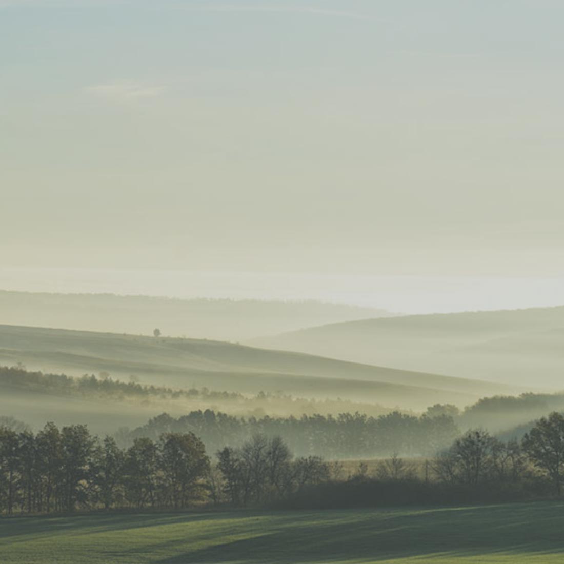 qode interactive strata